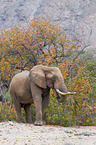 African elephant