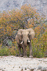 African elephant