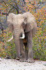 African elephant