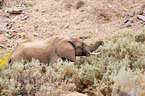 African elephant
