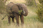 African elephant