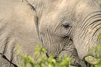 African elephant