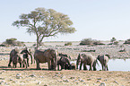African elephants