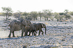 African elephants