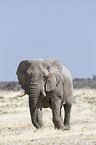 African elephant