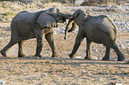 African elephants