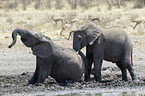 African elephants