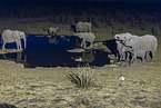 African elephants