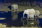 African elephants