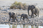 African elephants