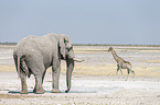 African elephant