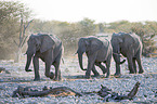 African elephants
