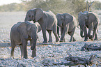 African elephants