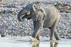 African elephant