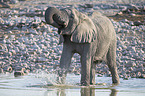 African elephant
