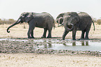African elephants