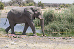 African elephant