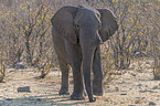 African elephant