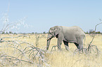 African elephant
