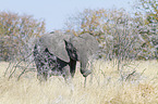 African elephant