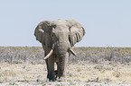 African elephant