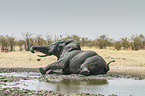 African elephant