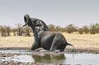 African elephant