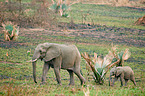 African elephants