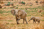 African elephants