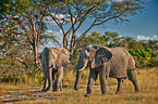 African elephants