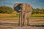 African elephant