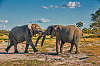African elephants