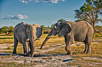 African elephants