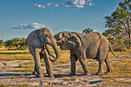 African elephants