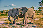 African elephants