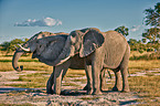 African elephants