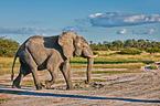 African elephant