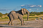 African elephant