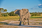 African elephant