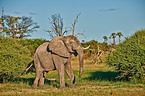 African elephant