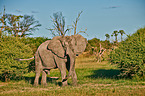 African elephant