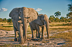 African elephants