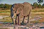 African elephant