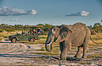 African elephant