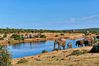 African elephants