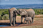 African elephants