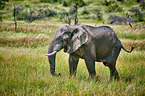 African elephant