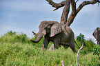 African elephant