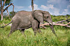 African elephant