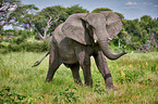 African elephant